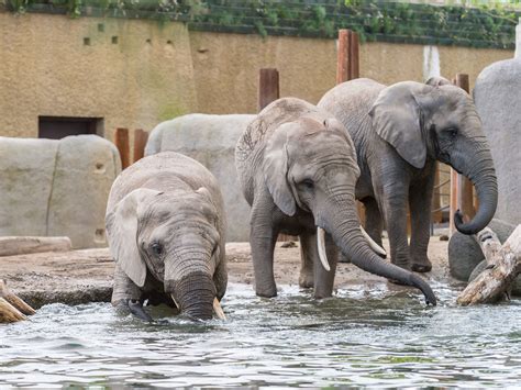 zoo basel news